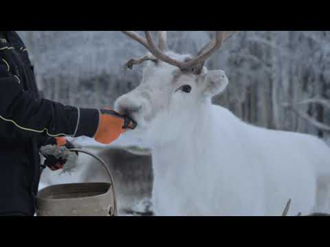 Rovaniemi Winter Highlights - Talven ihmemaa Rovaniemi