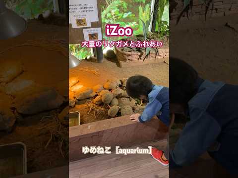 iZoo!大量のリクガメとのふれあい#かわいい動物 #爬虫類 #動物園 #cute #亀#伊豆 #shorts