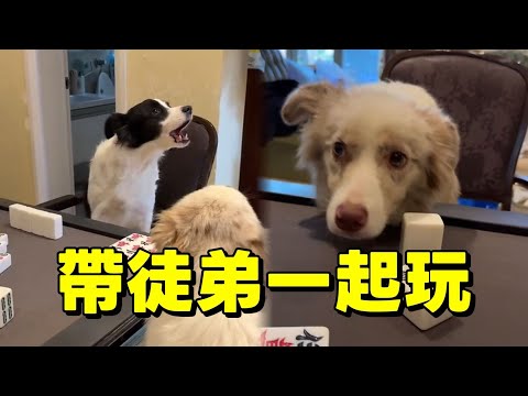 狗狗打麻將還能帶徒弟一起玩 #边牧打麻将 #funny #麻将