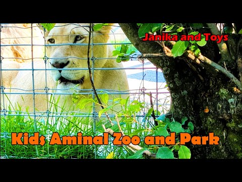 Kids Animal Zoo and Park. Jenny and Toys Colofull 4K video