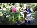 tobacco looping horse on The Looping Horse Stringing (Looping) Bright Leaf Tobacco