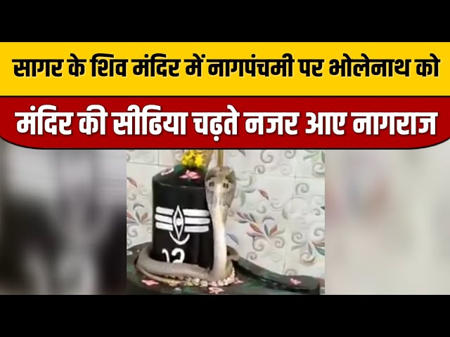 Sagar News : सागर के शिव मंदिर में नागपंचमी पर भोलेनाथ को मंदिर की सीढिया चढ़ते नजर आए नागराज...!

#bollywoodfashion #bollywood #bollywoodnews #bollywoodactor #bollywoodcelebrity #bollywoodstyle #entertainmentnews #indiancinema #indianentertainment #itnfilmy