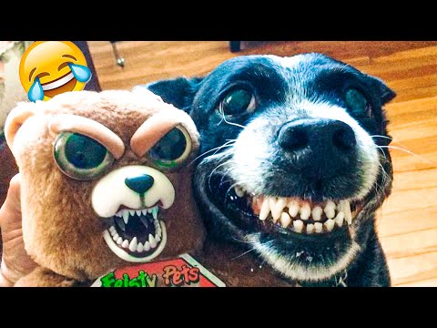 Funniest Dogs And Cats Videos - Funny Animal Videos, Best of the 2021 😃 - UC09IvZwjpunzrdHH1EHok-w