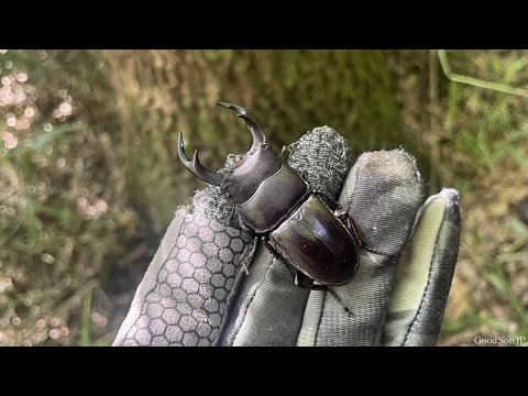 【超レア産地】オオクワガタを見つけるヒントを公開します【2025年カブトムシ・クワガタ採集】
