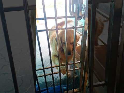 mom వస్తుంది.తలుపు తీ అంటే ఎల 🐕తీస్తున్నాడు/#funnydog #cuteanimal #comedy