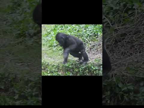 台北動物園ゴリラ家族：母子や親戚との微笑ましいひととき サムネイル