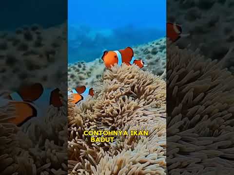 hewan laut yang bisa mengubah jenis kelamin #faktaunik #faktamenarik #shorts #pengetahuan