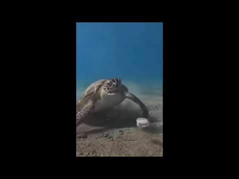 turt has a bad snack