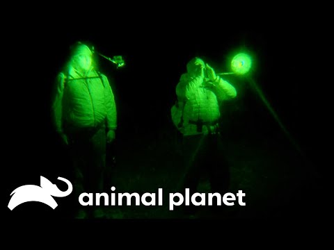 A Unique Way to Get A Sasquatch's Attention | Finding Bigfoot | Animal
Planet