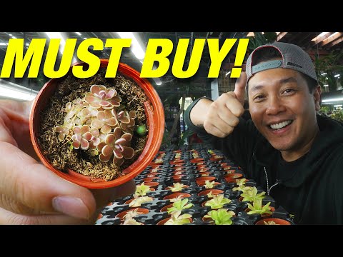 5 Plants I Want RIGHT NOW and My New Aquarium! Hi! Let's talk about the next 5 plants I want in my jungle and give you an update on the new aquariu
