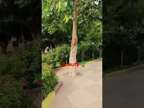 beauty of bihar🥰 #nature //Kash Mera Dil bhi koi kagaj ka tukra hota// #ytshort #sukoon #Alkayagnik