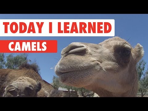 Today I Learned: Camels - UCPIvT-zcQl2H0vabdXJGcpg