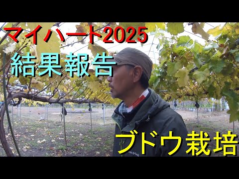2025 マイハートの栽培結果 #新潟 #ぶどう栽培