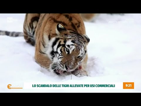 Le tigri: una specie a rischio - Unomattina 19/09/2024