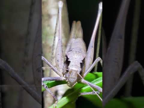うるさい鳴き虫(文字なし)