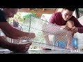 How to make Mud crab trap Michael Damaso