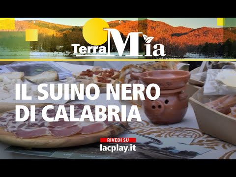 Il suino nero di Calabria - Terra Mia