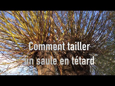 Le saule têtard : favorisez la biodiversité