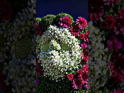 funny reels।। flower 🌺🌺