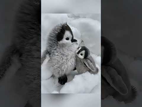 Cute Panguins life 🤩😘 #shortvideo #cute #cuteanimals #animallife #fyp #shortvideo #panguin #trending