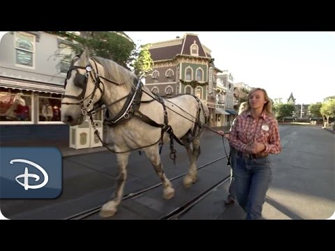 The Horses of the Circle D Ranch | Duke Prepares for Disneyland Debut Part Two - UC1xwwLwm6WSMbUn_Tp597hQ