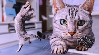 動画サムネイル