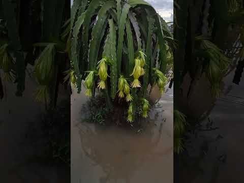 kỷ lục năm 2025.nước lũ chỗ cao nhất mà cũng bị ngập luôn #thanh vlog 2271