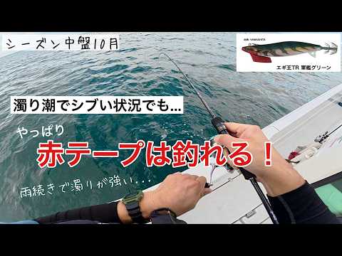 【ティップラン】濁りの中でも赤テープのエギには良型も好反応！イカの成長を感じるTR中盤戦。