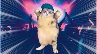 【60分耐久】kawaii future 猫の日 #猫ミーム #猫マニ 【作業用BGM】
