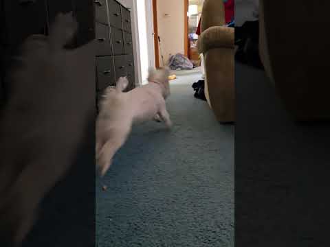 #puppy #pet #pets #dog #doglove #shorts #viraldog #ytshorts #blowthisaccountup #cute #lol