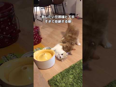 旦那さんの意気込みと猫のお見合いシーンを楽しむ【短編動画】 サムネイル