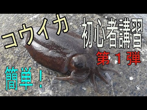 超簡単！コウイカ釣り　初心者講習　第１弾　クソ雑魚でも釣れる！