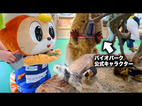 【ヴィヴィくん】バイオパーク公式キャラクターならエサやり対決でも圧勝できるよね？？【V・ファーレン長崎】