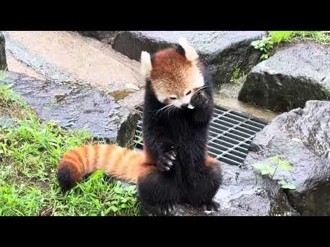 令花ちゃんのオヤツタイムを自然に楽しむ大森山動物園のレッサーパンダ サムネイル