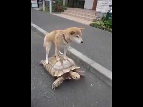 this dog is so clever saving his energy and riding on a tortoise -Trending Infotainment