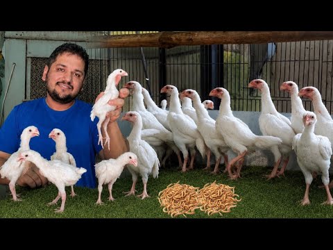 Hen Hatching Chicks, Day Old Chick Feed , Only White Shamo Aseel Farming, Hsn Entertainment