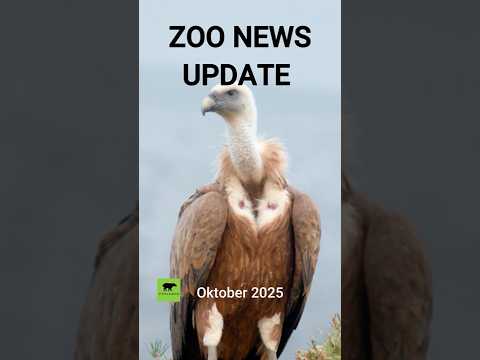 Zoo News Update Oktober 2025 #zoo #hippo #löwe #berlin #news