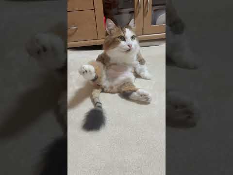 癒しをお届けするぬいぐるみと猫の動画集 サムネイル