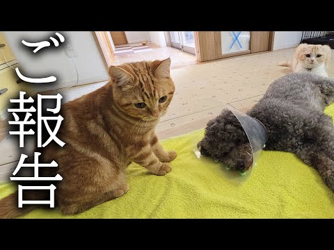 怪我の状態についてご報告があります...