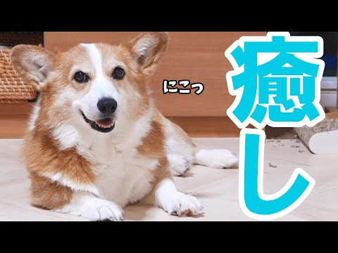 大腸カメラ検査でぐったりした母を、いつになく癒してくれる犬と猫