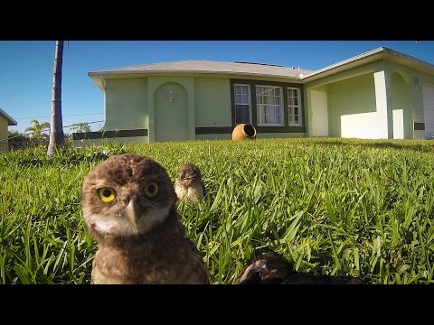 GoPro: Owl Dance-Off - UCqhnX4jA0A5paNd1v-zEysw