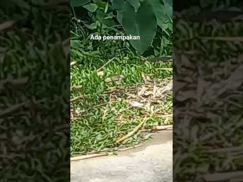 Daily life#ada penampakan#hewan apakah itu..?#shortvideo