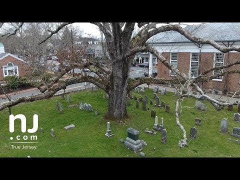 Life of 600-year-old oak tree comes full circle - UCUUWDzrkuEztzddaW_sgQbA