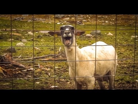 Wiedzieliście, że owca potrafi wydawać takie odgłosy?