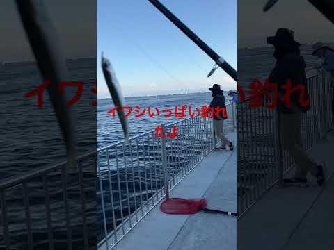 イワシいっぱい釣れたよ
