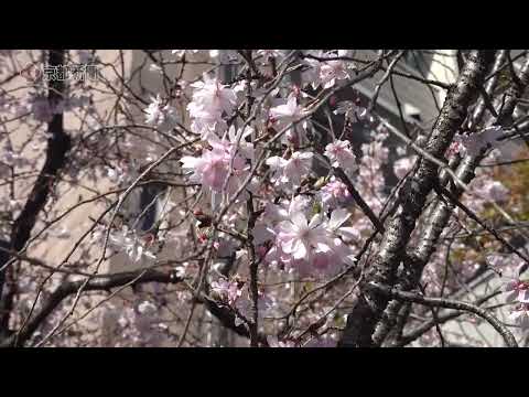 【速報】京都で桜ソメイヨシノ開花（2024年3月29日、京都市中京区）