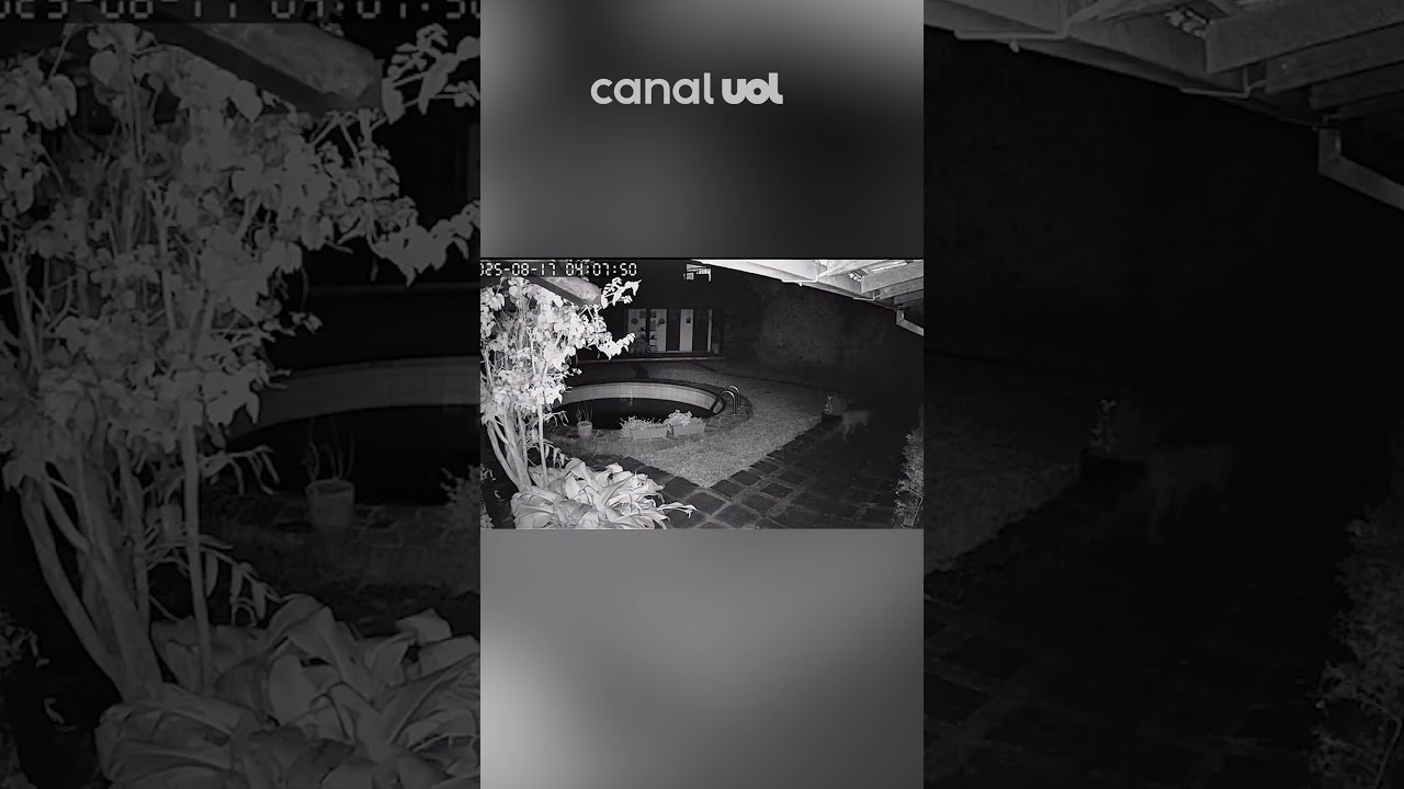 Onça-parda é flagrada ‘passeando’ no quintal de casa no Rio de Janeiro; veja vídeo