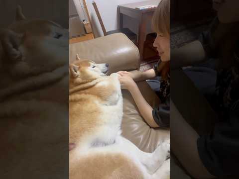 柴犬福 姉に絡まれて向きっ歯の柴犬🤣Sister vs Shiba🤣#姉と柴 #shorts #funny #funnydog #dogshorts #柴犬 #shibainu #시바견 サムネイル