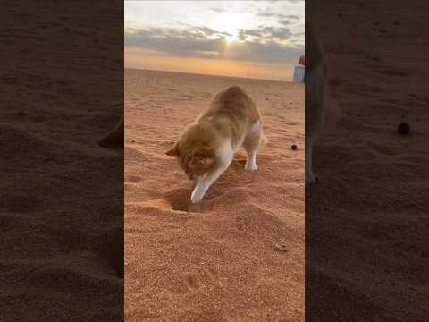 Why is the cat digging a hole? #shorts