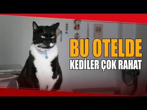 Evini Kedi Oteline Çevirdi, Hem Mutlu Hem Para Kazanıyor